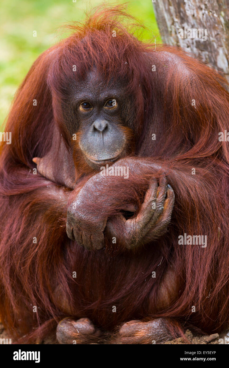 D'orangs-outans de Bornéo femelle Banque D'Images