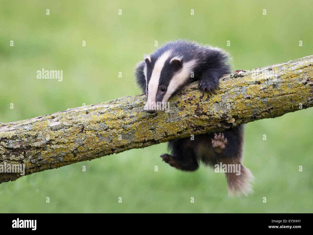 Blaireau d'escalade sur un arbre au printemps GO Banque D'Images