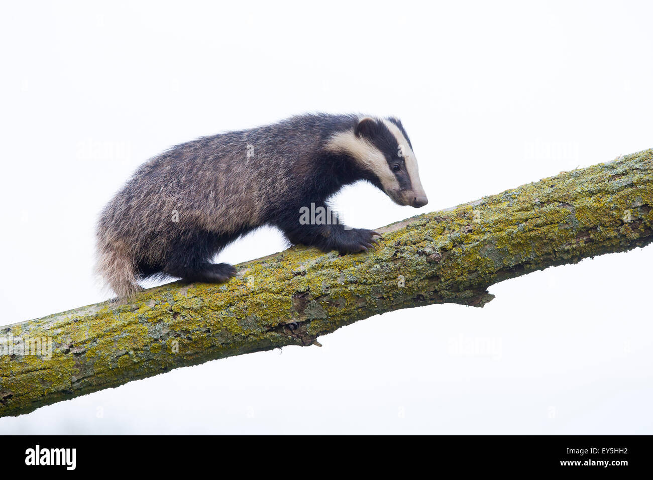 Blaireau d'escalade sur un arbre au printemps GO Banque D'Images