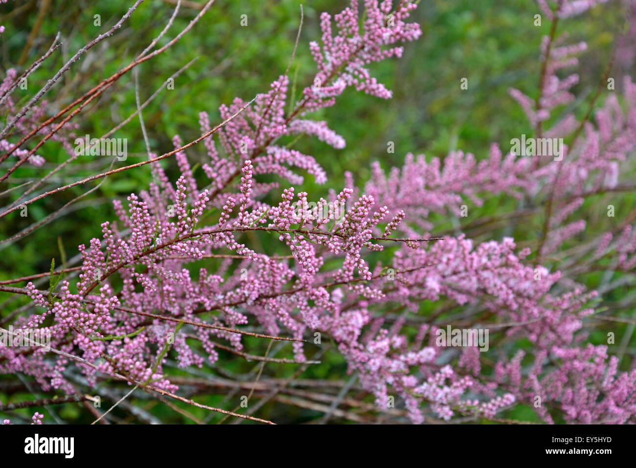 Tamaris en fleurs - Picardie France Photo Stock -