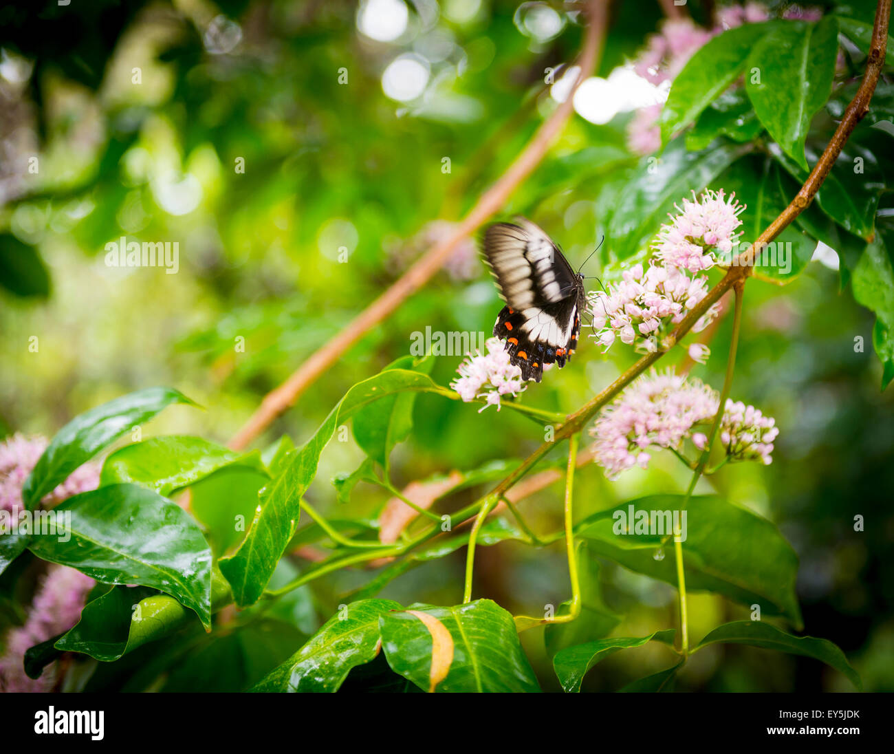 Vol de papillon autour d'une 'Butterfly', ou rose (Melicope Evodia elleryana) dans les régions tropicales du Queensland, Australie Banque D'Images