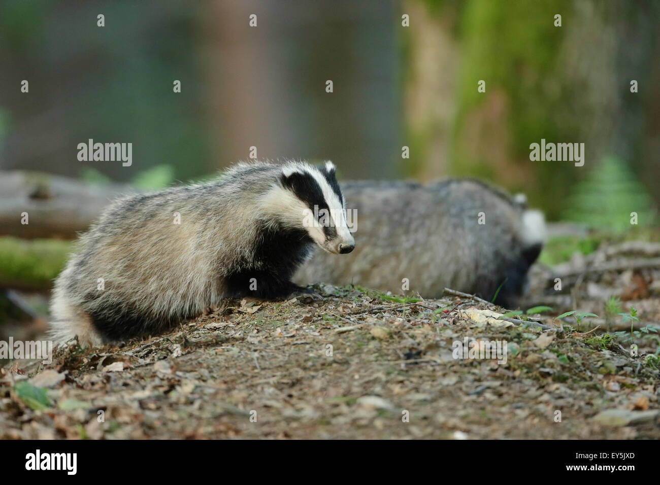 Le Blaireau D Eurasie En Foret Ardennes Belgique Photo Stock Alamy