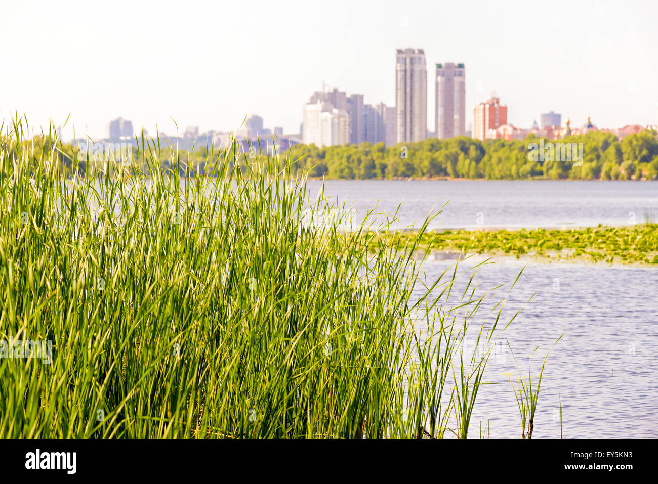 Roseaux (Typha latifolia) au ras du Dniepr. La ville de Kiev s'affiche dans l'arrière-plan Banque D'Images