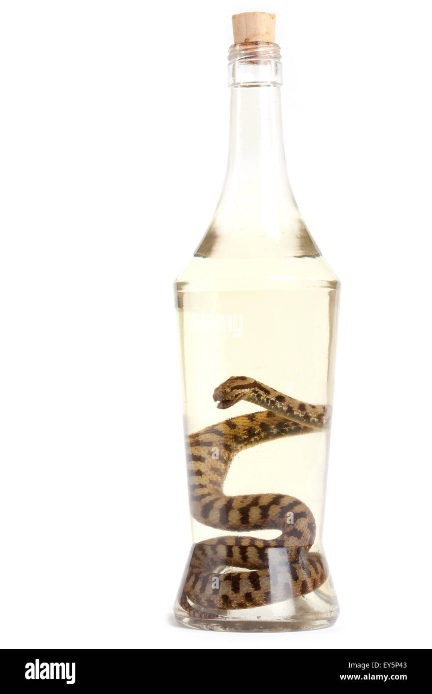 Vipère sur bouteille d'alcool sur fond blanc Photo Stock - Alamy
