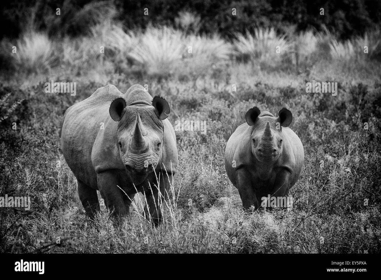 Les rhinocéros noirs et les jeunes - Namibie Palmwag Concession Banque D'Images