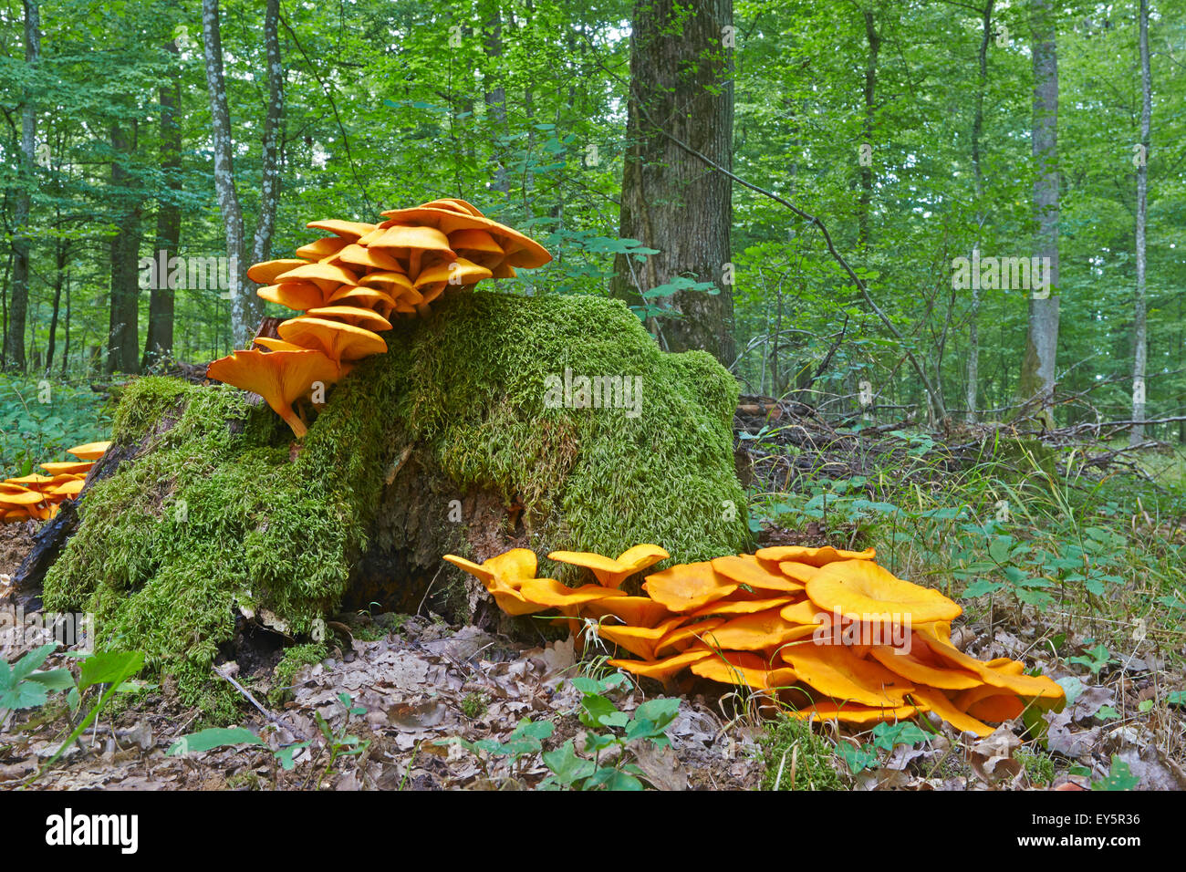 Jack-o'-lantern mushroom sur moignon sous-bois - France Banque D'Images