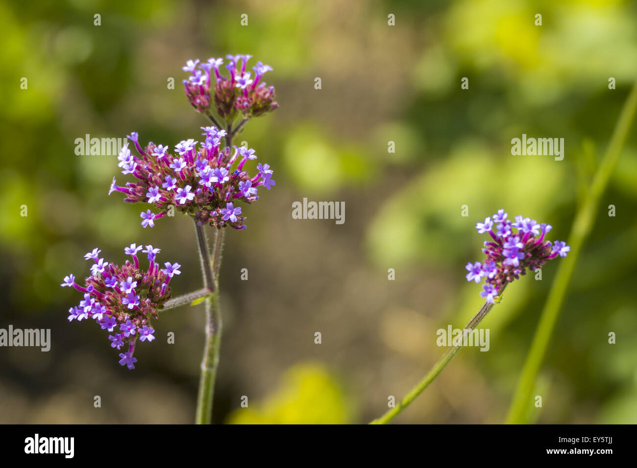 Purpletop Vervain Verveine ou Clustertop Tall, Verveine (Verbena bonariensis) Banque D'Images