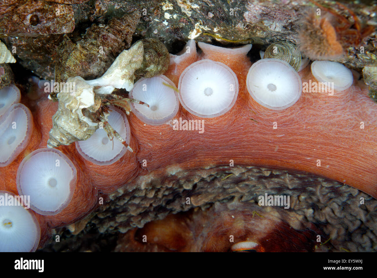 Pieuvre Géante Du Pacifique Banque d