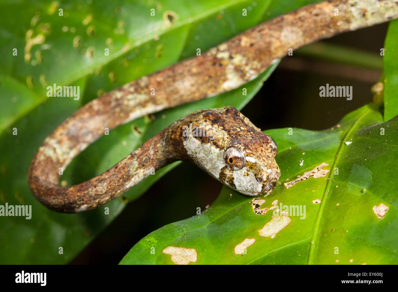 blunt headed tree snake alamy stock photo blunt headed tree snake alamy stock photo