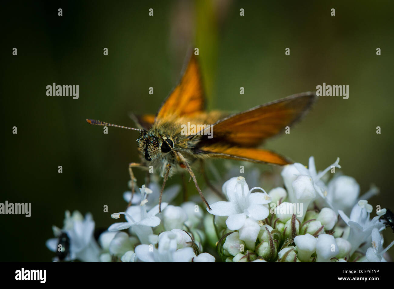 Grand patron (Ochlodes venata papillon ) sur fleur blanche Banque D'Images