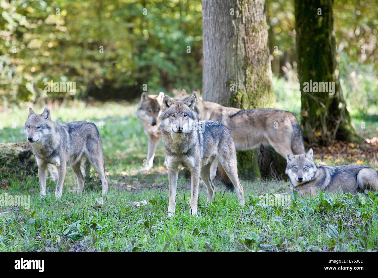 Pack de Loups gris - France Parc Animalier Sainte-Croix Photo Stock - Alamy