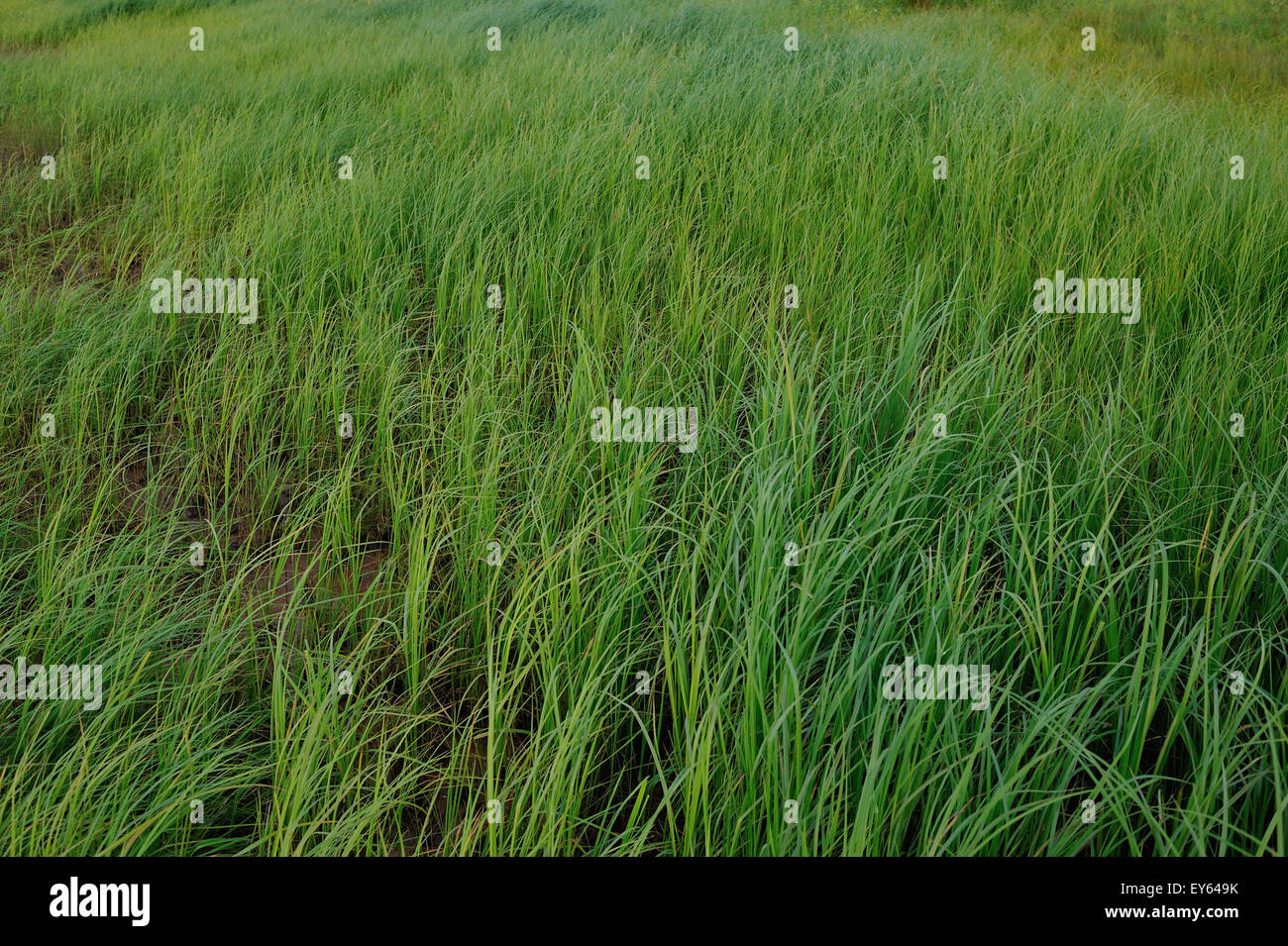 Fond d'herbe verte près. Banque D'Images