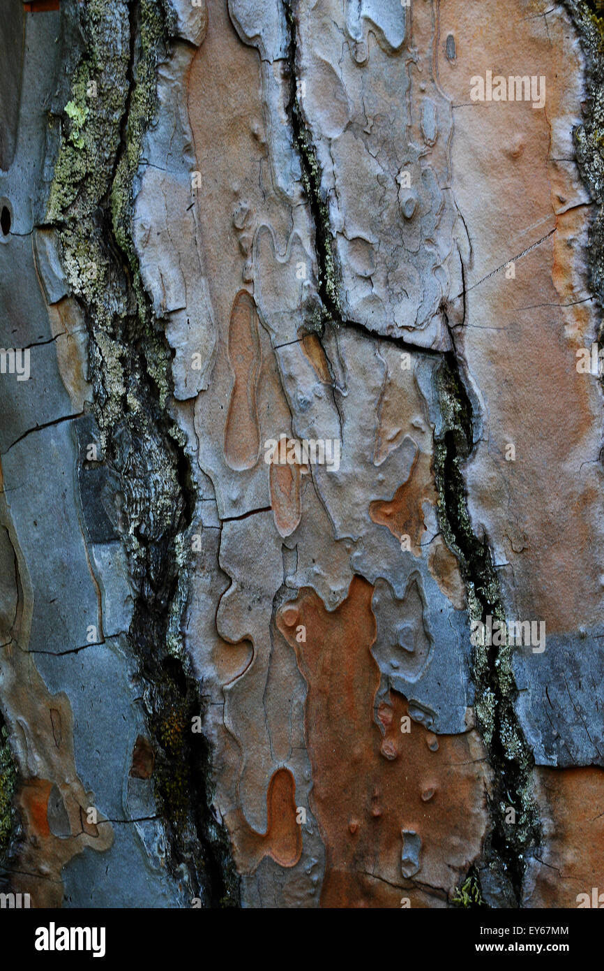 La texture faite d'écorce de pin maritime Banque D'Images