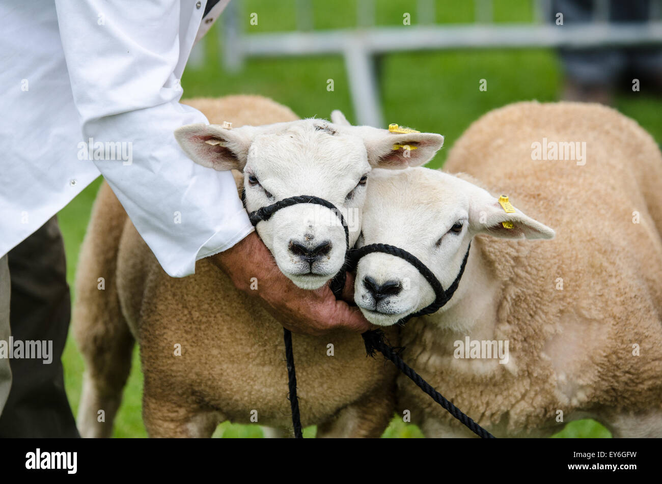 Salon de l'agriculture à moutons en attente de jugement. Banque D'Images