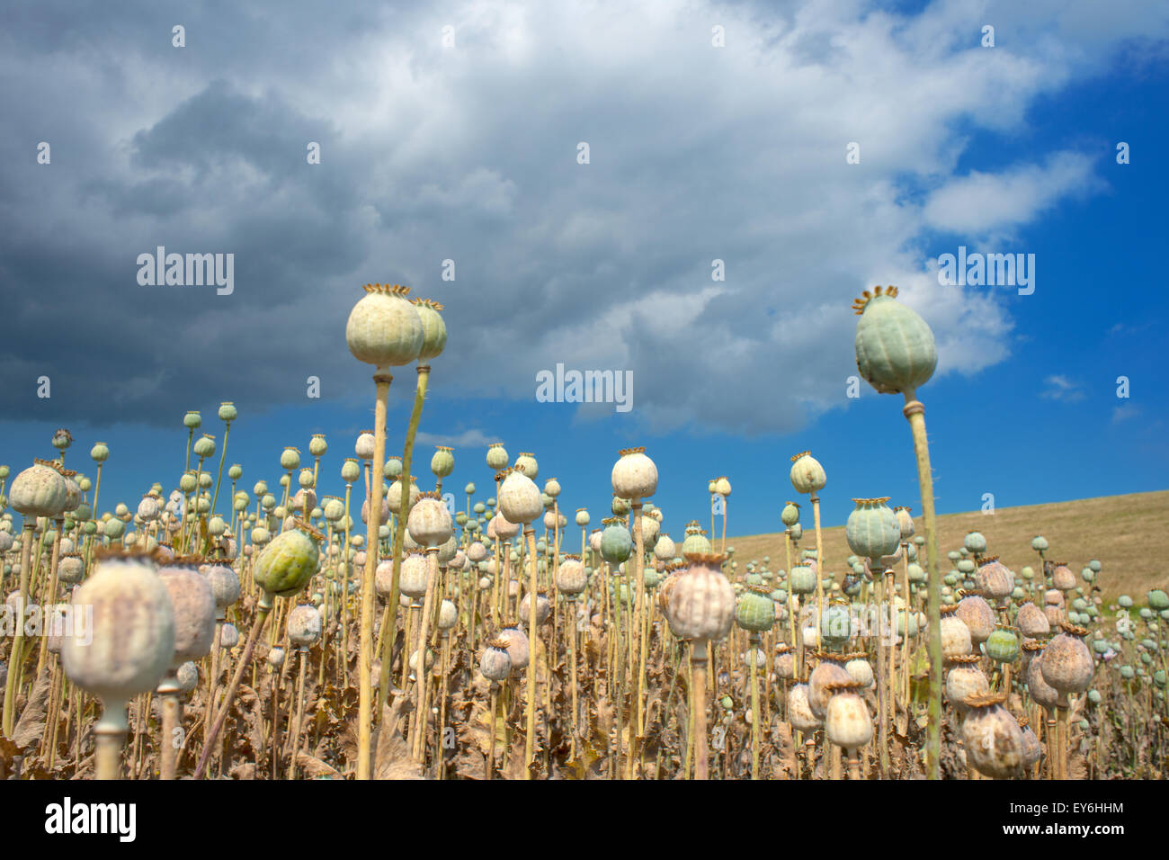 La culture du pavot à opium Papaver somniferum gousses growing in field médecine cultivées commercialement la Zélande Pays-Bas Juli Banque D'Images