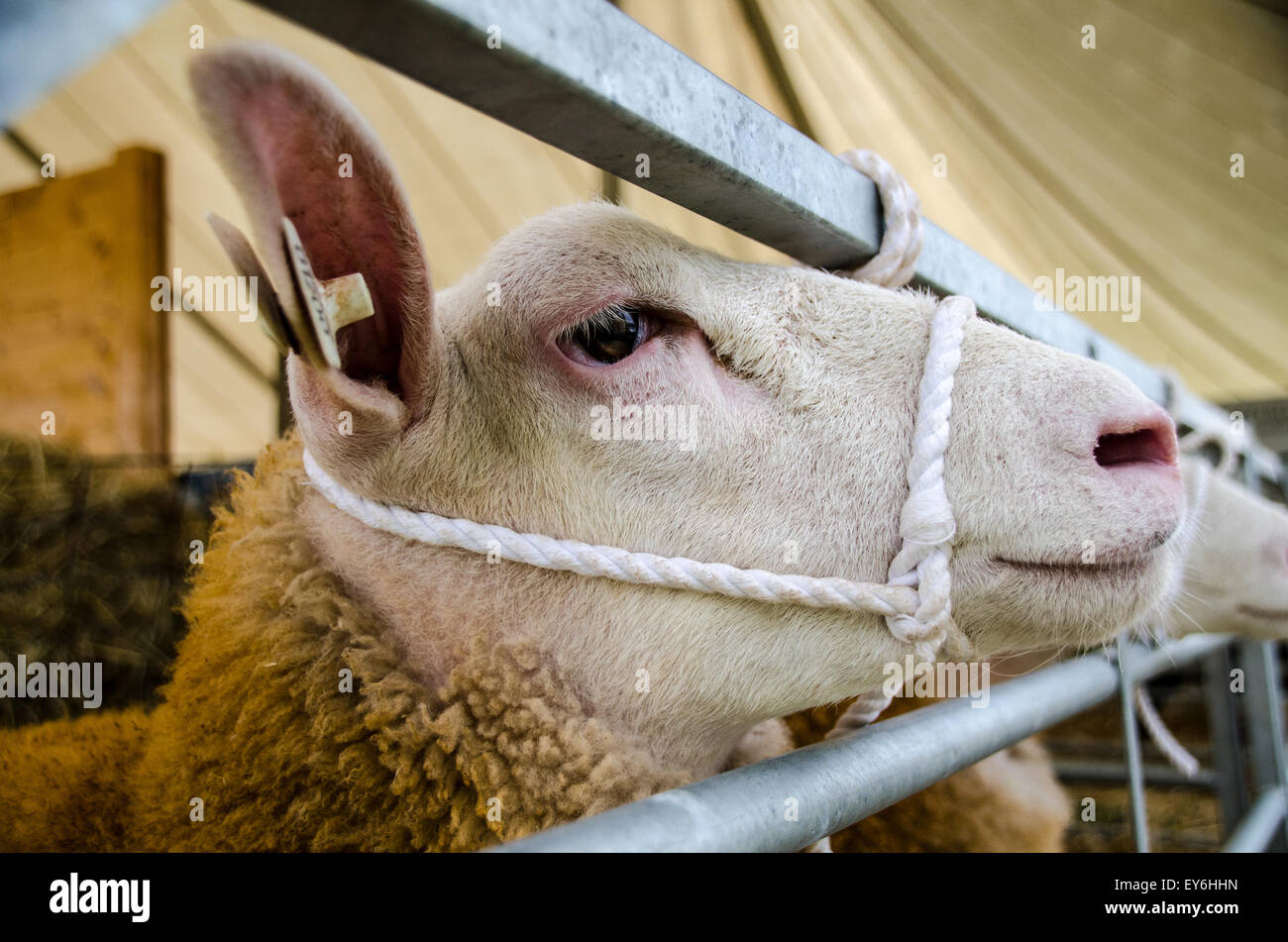 Moutons en plume à salon de l'agriculture dans l'attente de jugement Banque D'Images