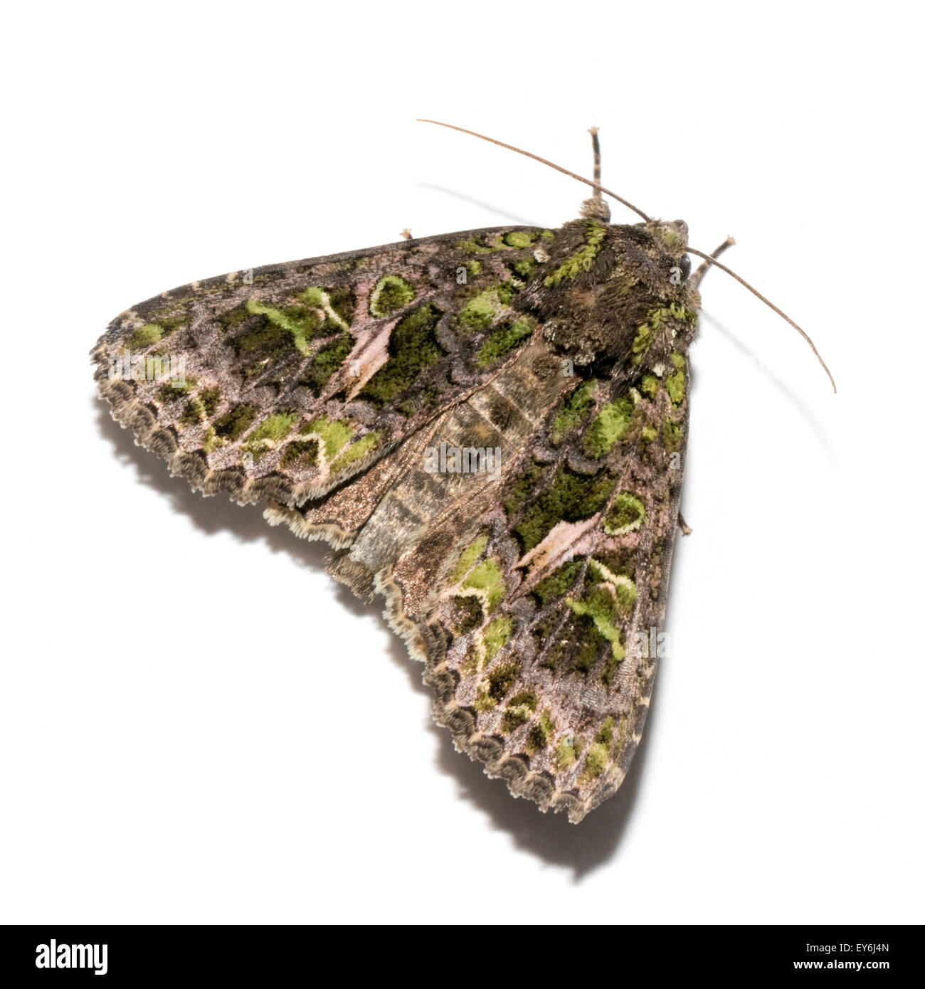 Trachée d'insecte Banque d'images détourées - Alamy