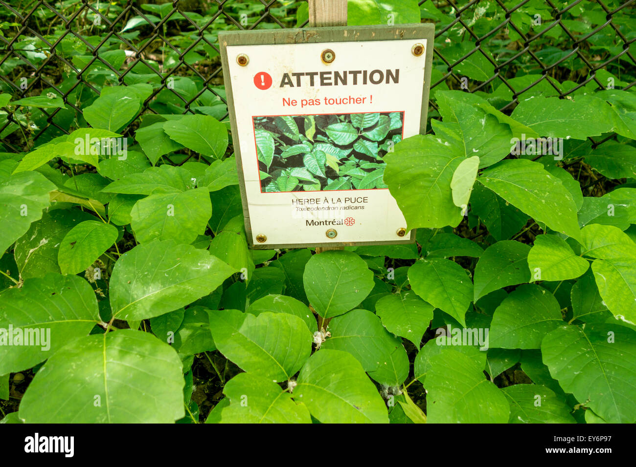 poison ivy images