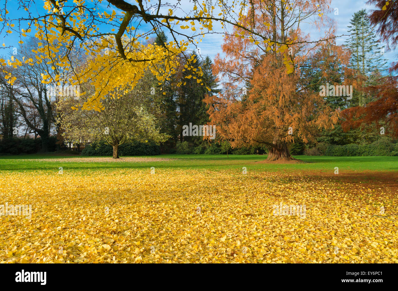 Park dans des couleurs d'automne Banque D'Images