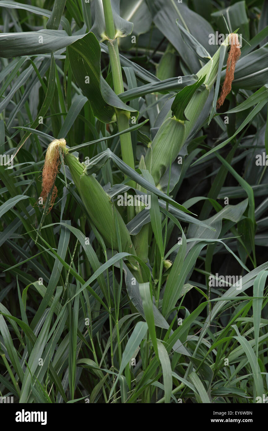 Épis de maïs sur les plantes de maïs Banque D'Images