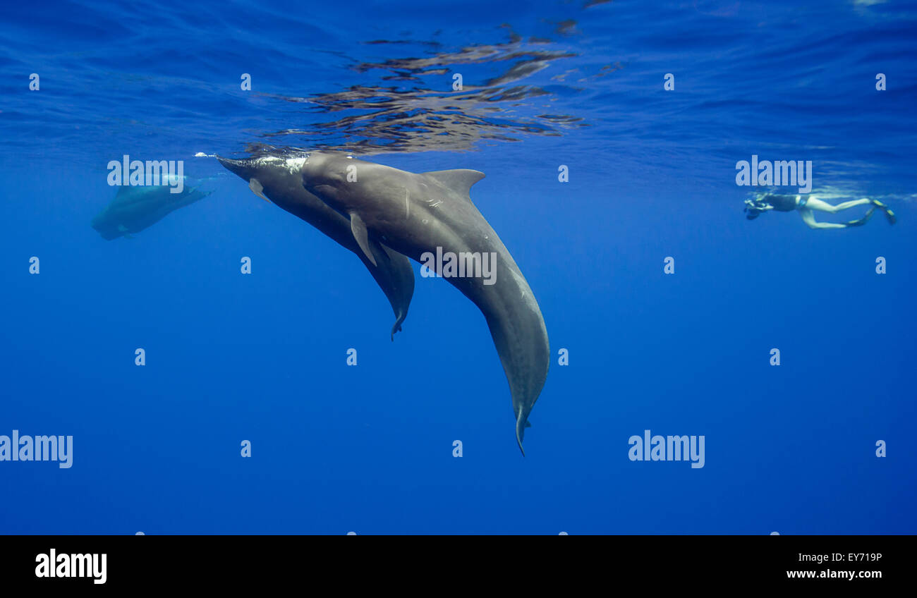 Baleines Pilotes natation dans les eaux le long de la côte de l'île Maurice. Banque D'Images