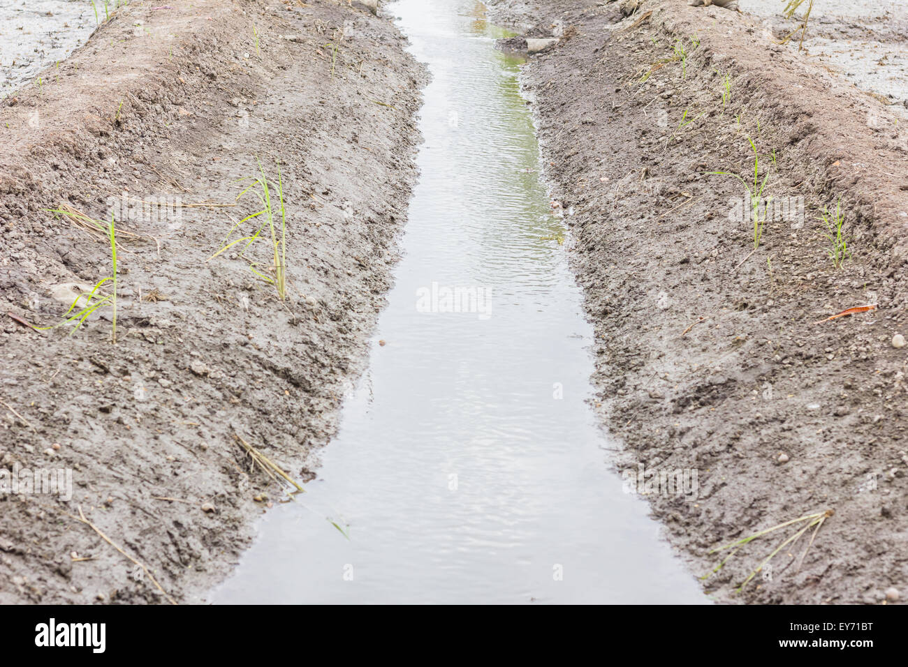 De plus en plus d'eau et le riz sont réaffirmé Banque D'Images