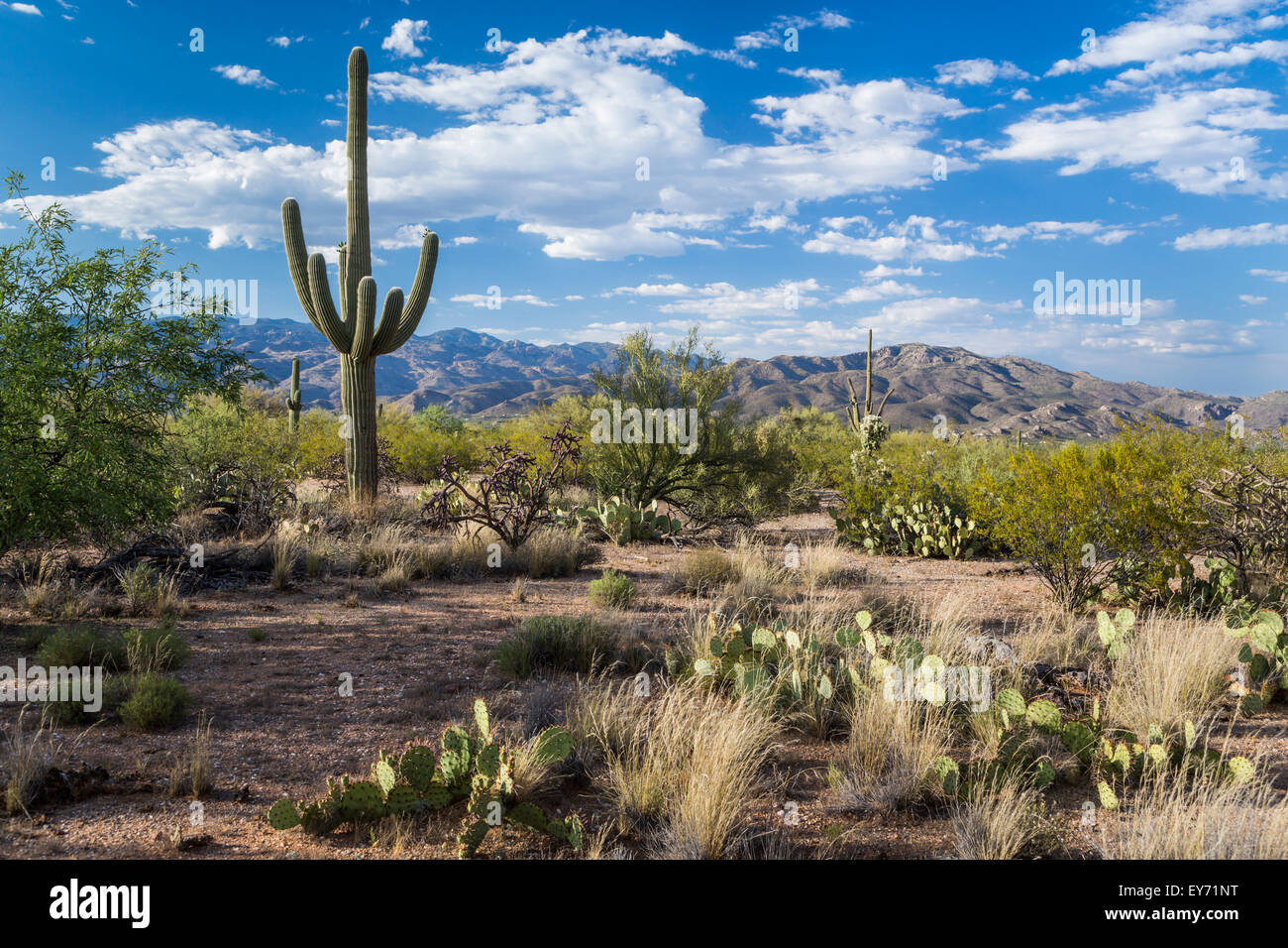 Paysage désertique avec cactus Saguaro Saguaro National Park, près de Tucson, Arizona, USA. Banque D'Images