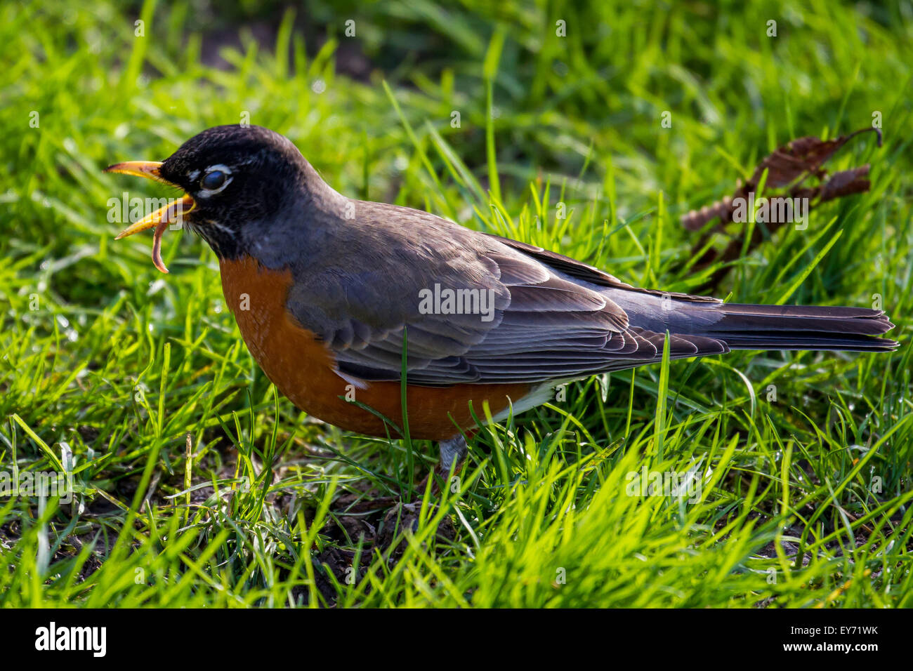 Un petit-déjeuner a robin, dans un parc à Seattle Banque D'Images