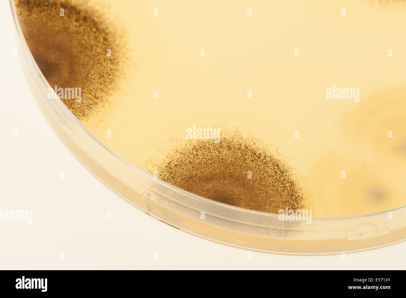 Sélection de bactéries champignons microbes cultures sur milieu gélosé en boîte de pétri avec l'indicateur montrant le changement du ph et de spores Banque D'Images