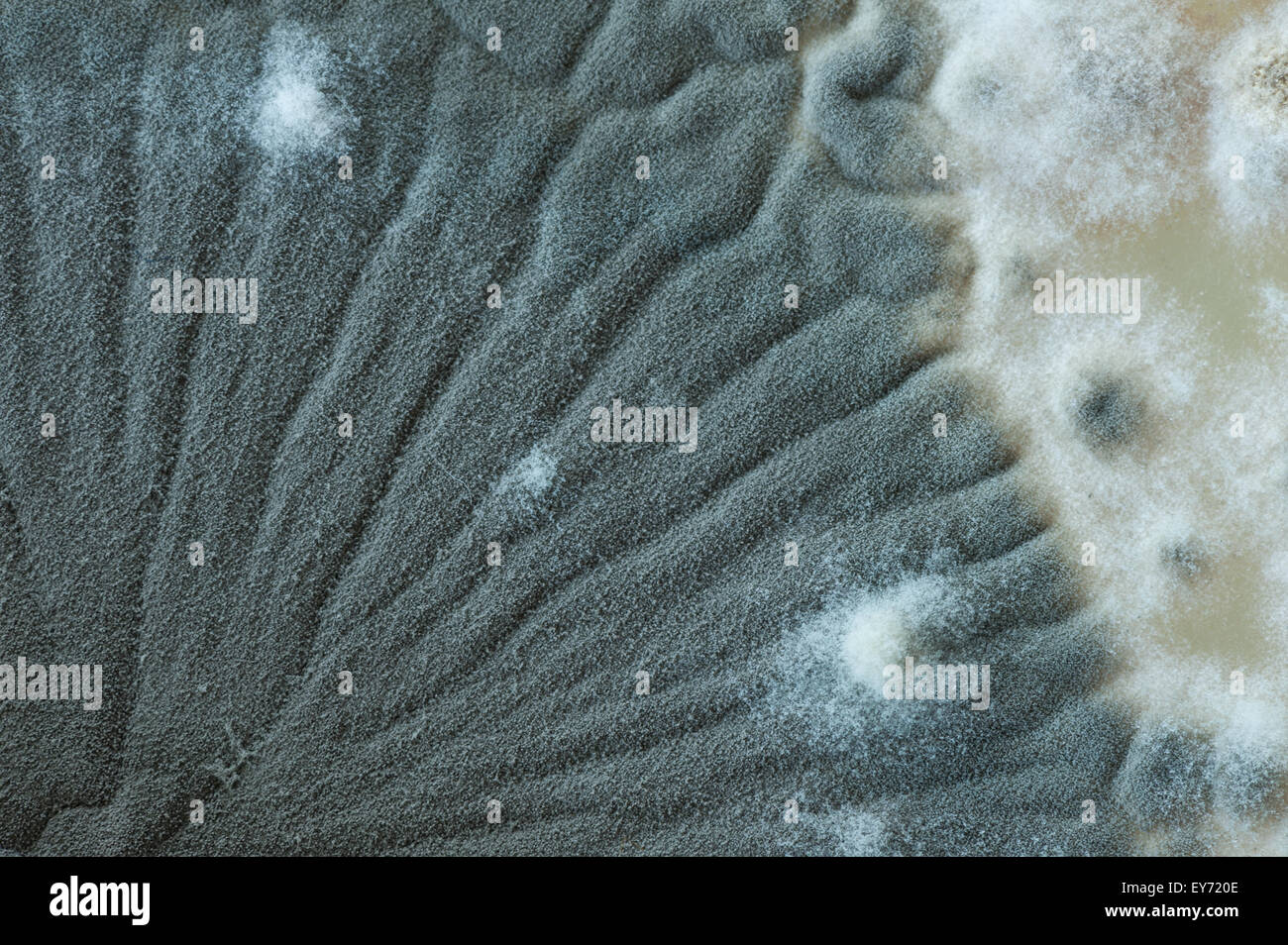 Modèles intéressants à frontières entre le moule à broches champignons et la couleur bleu turquoise vert profond de spores de penicillium dans Banque D'Images