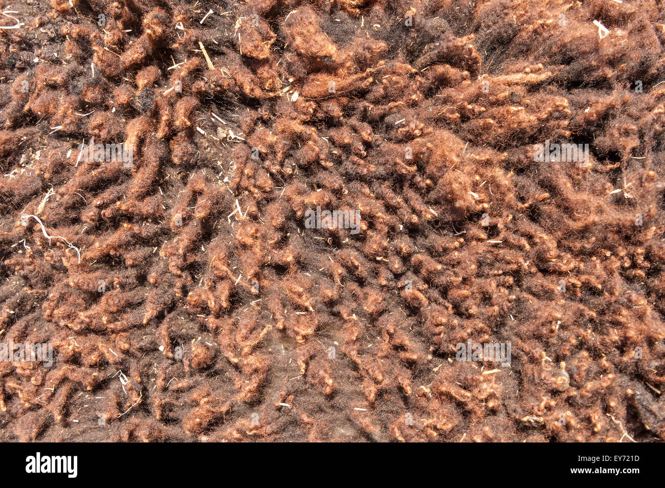 La croissance d'un an, un manteau en laine de mouton Shetland close up avant sa tonte montrant la texture variée et très douce toison serti bien Banque D'Images