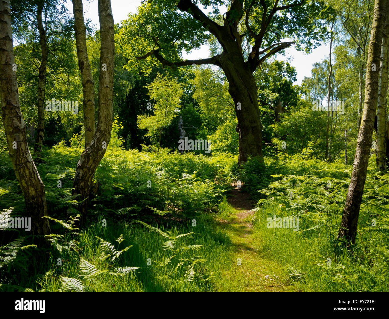 Chemin à travers les arbres dans la forêt de Sherwood près d'Edwinstowe Dorset England UK célèbre pour son lien avec Robin Hood Banque D'Images