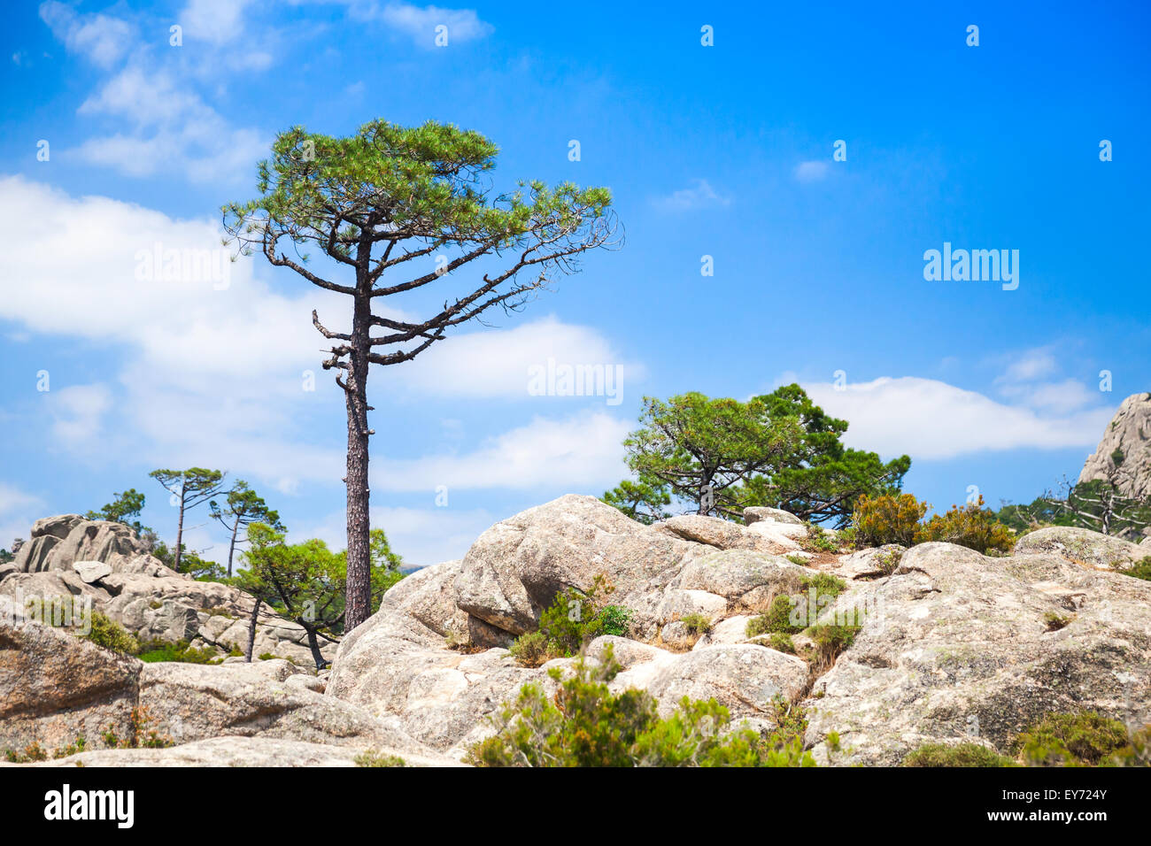 Nature de l'île de Corse, paysage de montagne avec des pins qui poussent sur les pierres Banque D'Images