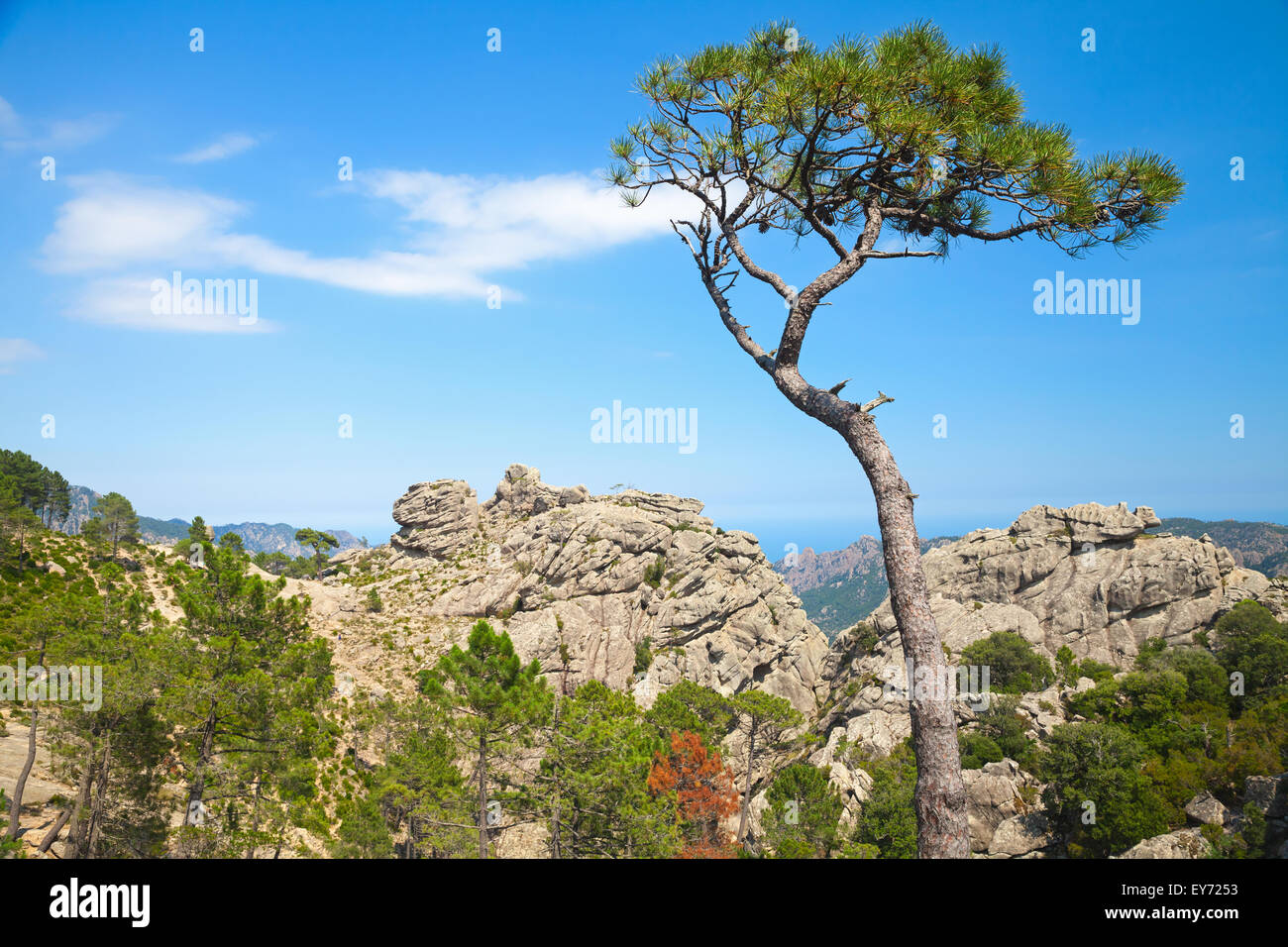 Nature de la Corse, l'île des pins de montagne au-dessus de fond de ciel bleu Banque D'Images