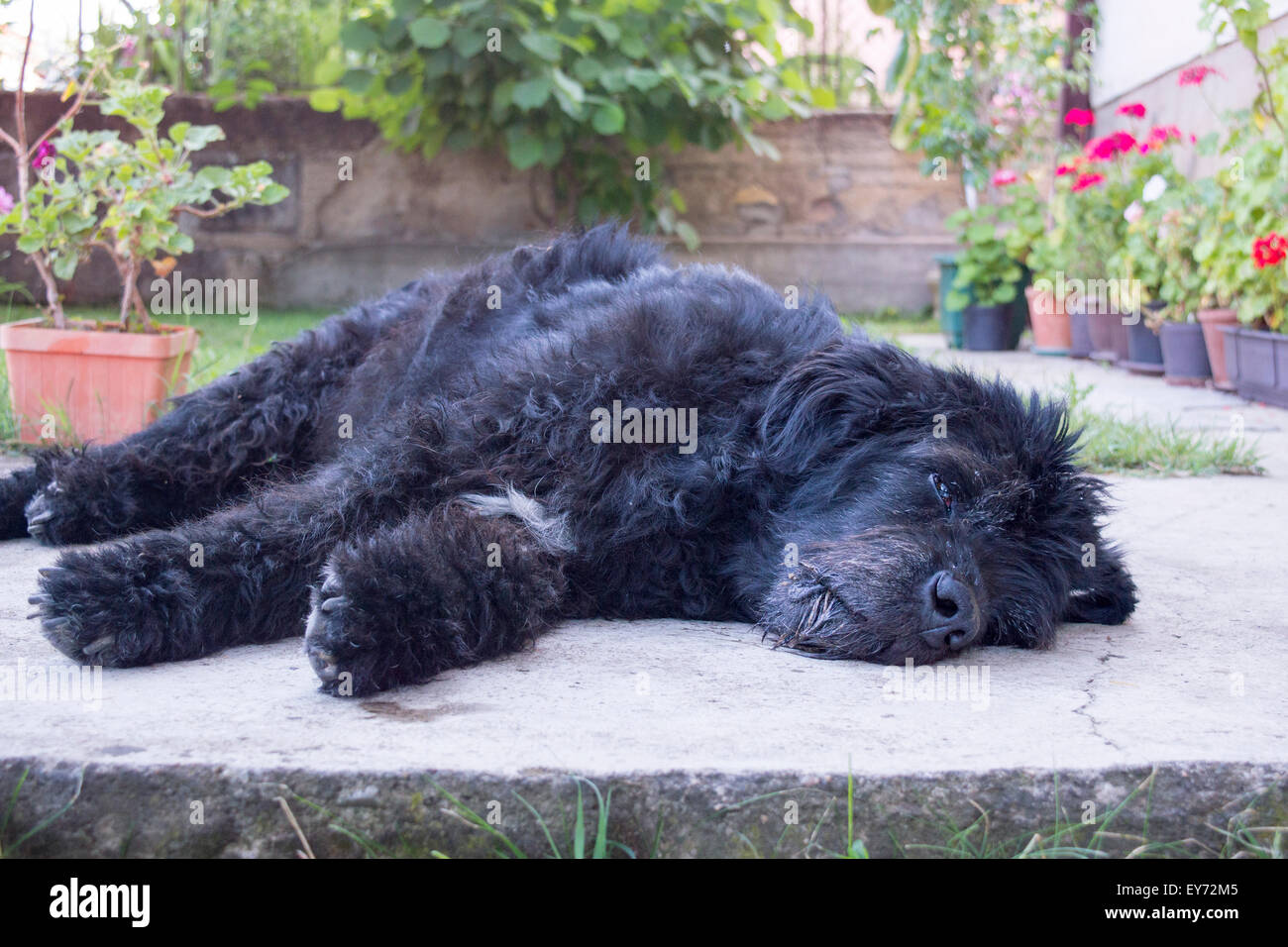 Portrait d'un vieux et fatigué grand chien noir couché dans l'arrière-cour Banque D'Images