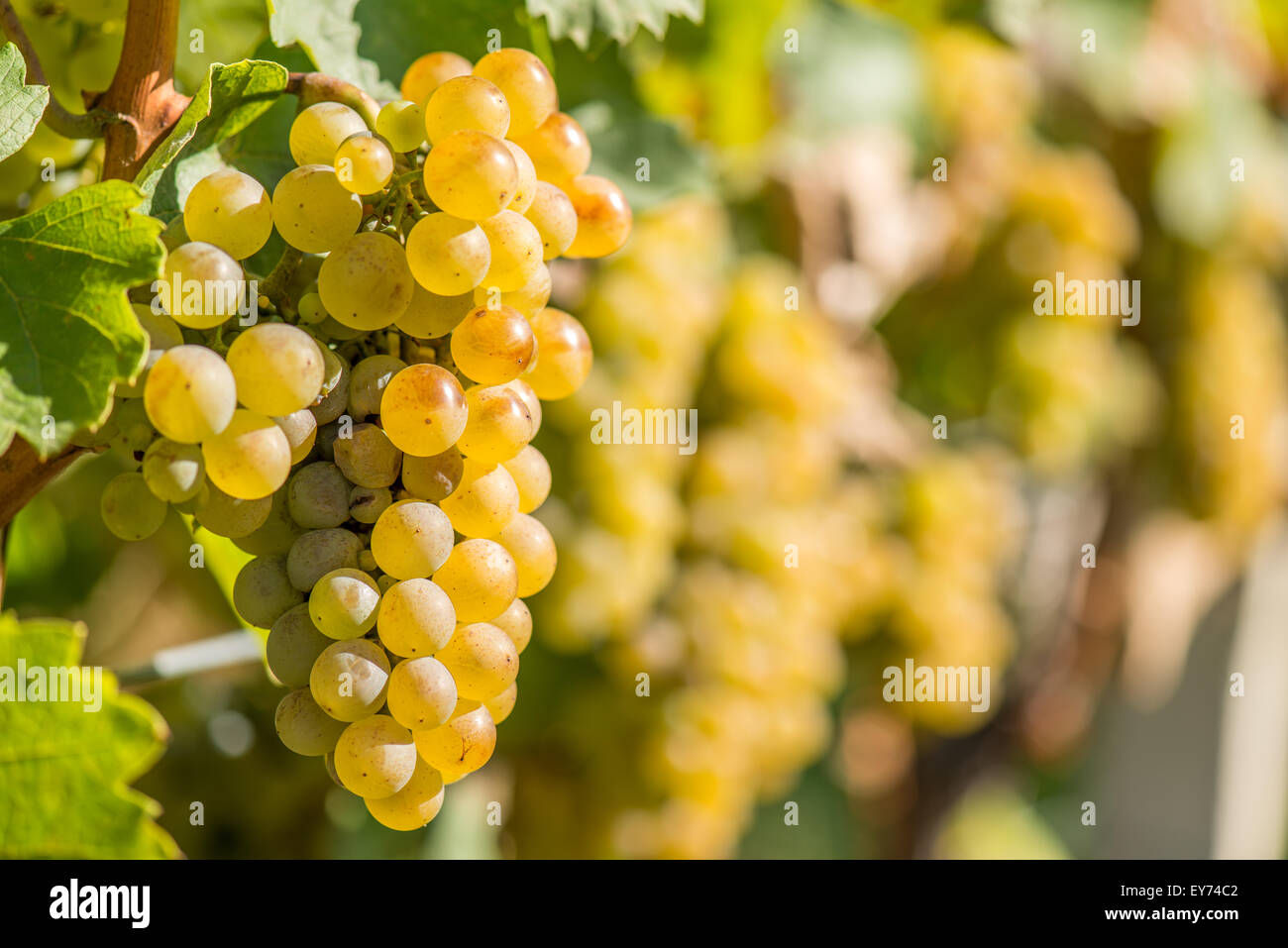 Les raisins sur la vigne d'or et vert feuilles Banque D'Images