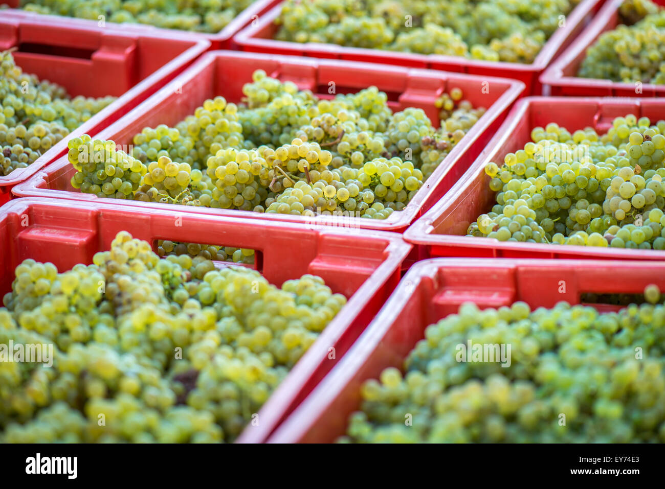 HarvestingFresh raisins raisins jaune jaune dans les cases après la récolte. Démarrage de processus de fabrication du vin. Banque D'Images