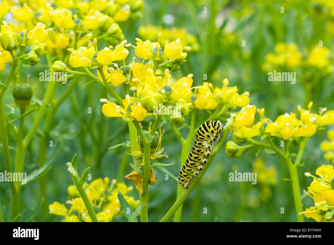 Chenille jaune et noire sur la tige de la fleur Banque D'Images Chenille jaune et noire sur la tige de la fleur Banque D'Images