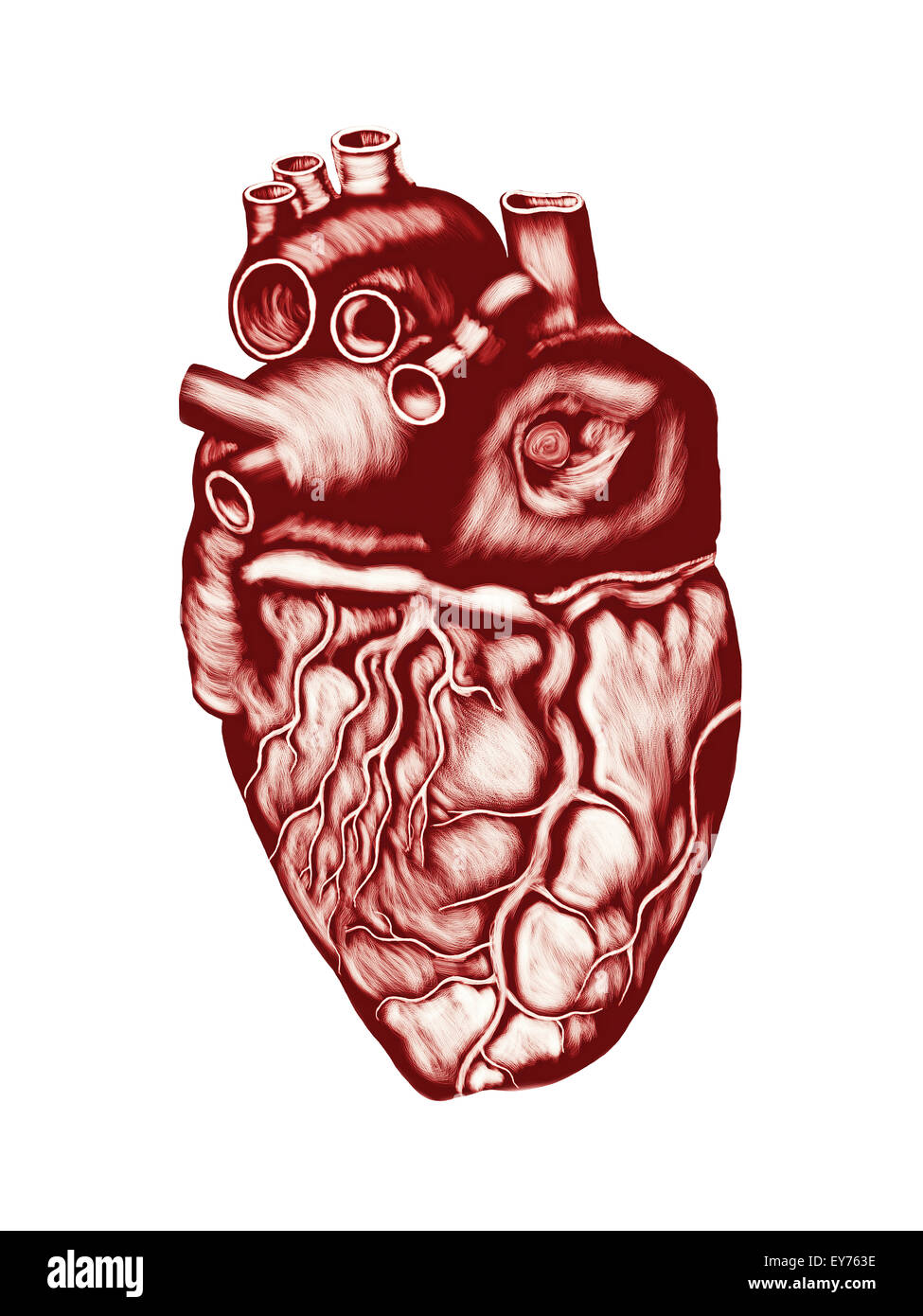 Coeur de l'homme anatomie : chambers, les vannes et les navires, isolé sur blanc. Banque D'Images