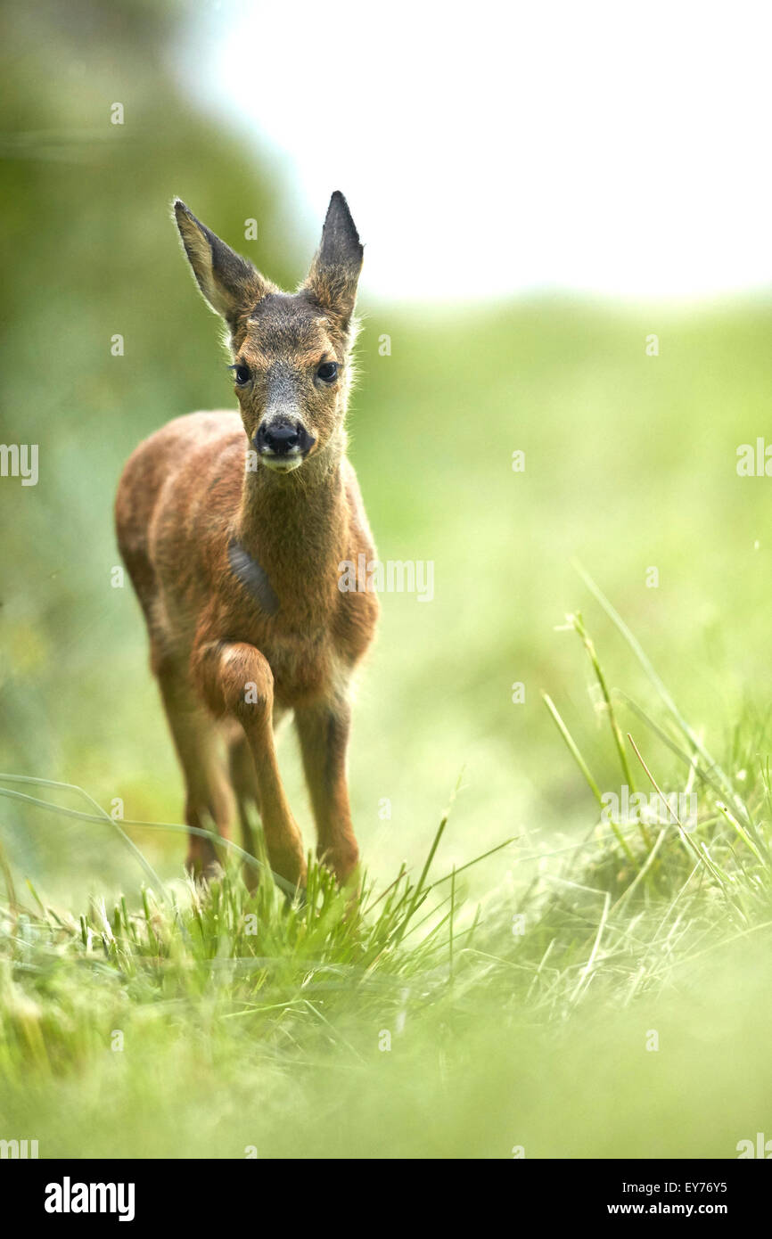 Faon Chevreuil (Capreolus capreolus) dans la prairie de la prairie Banque D'Images