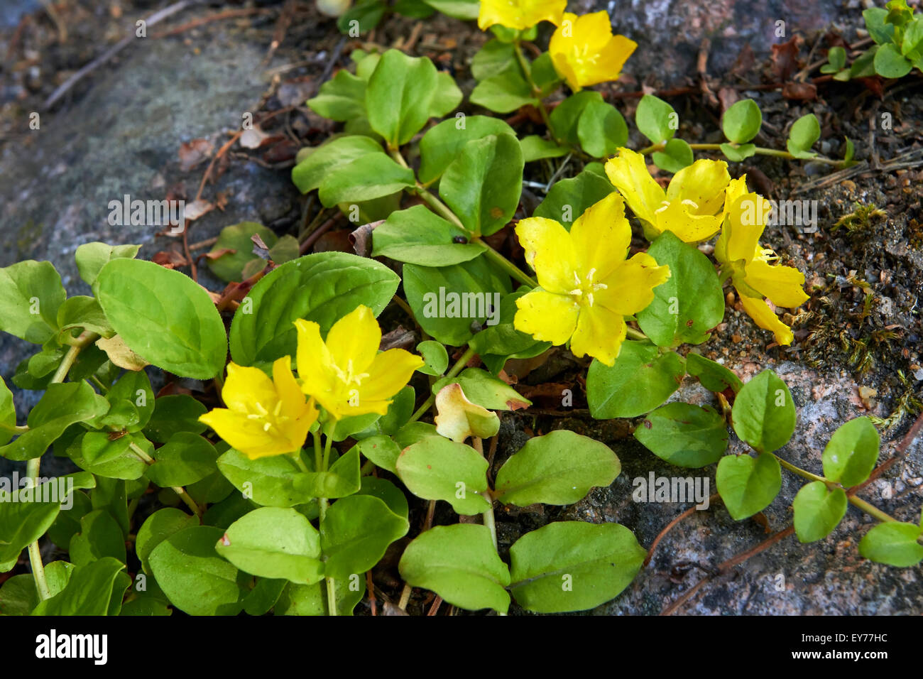 Lysimachia nummularia Banque D'Images