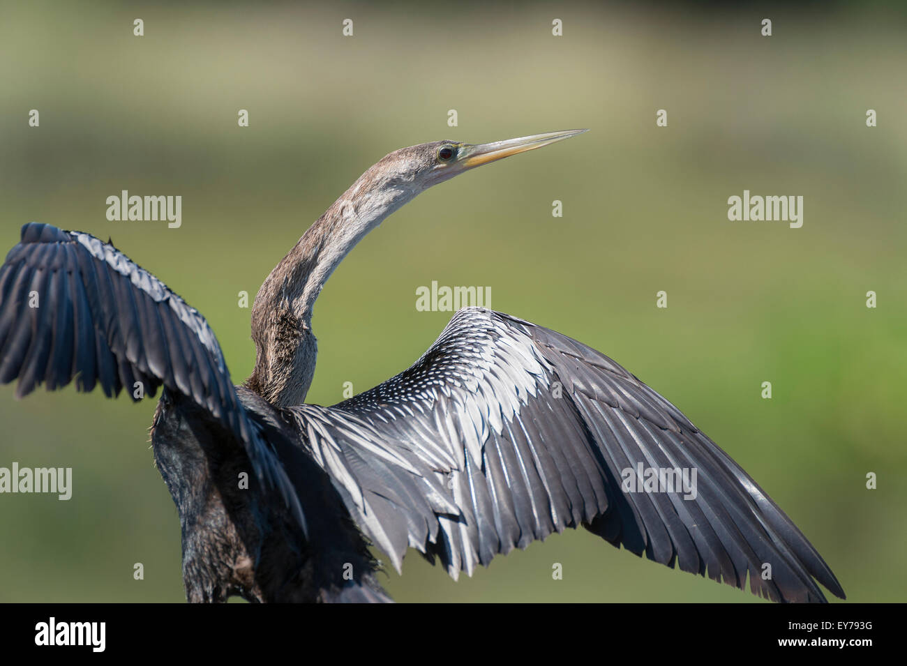 Anhinga d'ampleur pour qu'ils puissent sécher, après la pêche, à champs de céleri, Sarasota, Floride. Banque D'Images