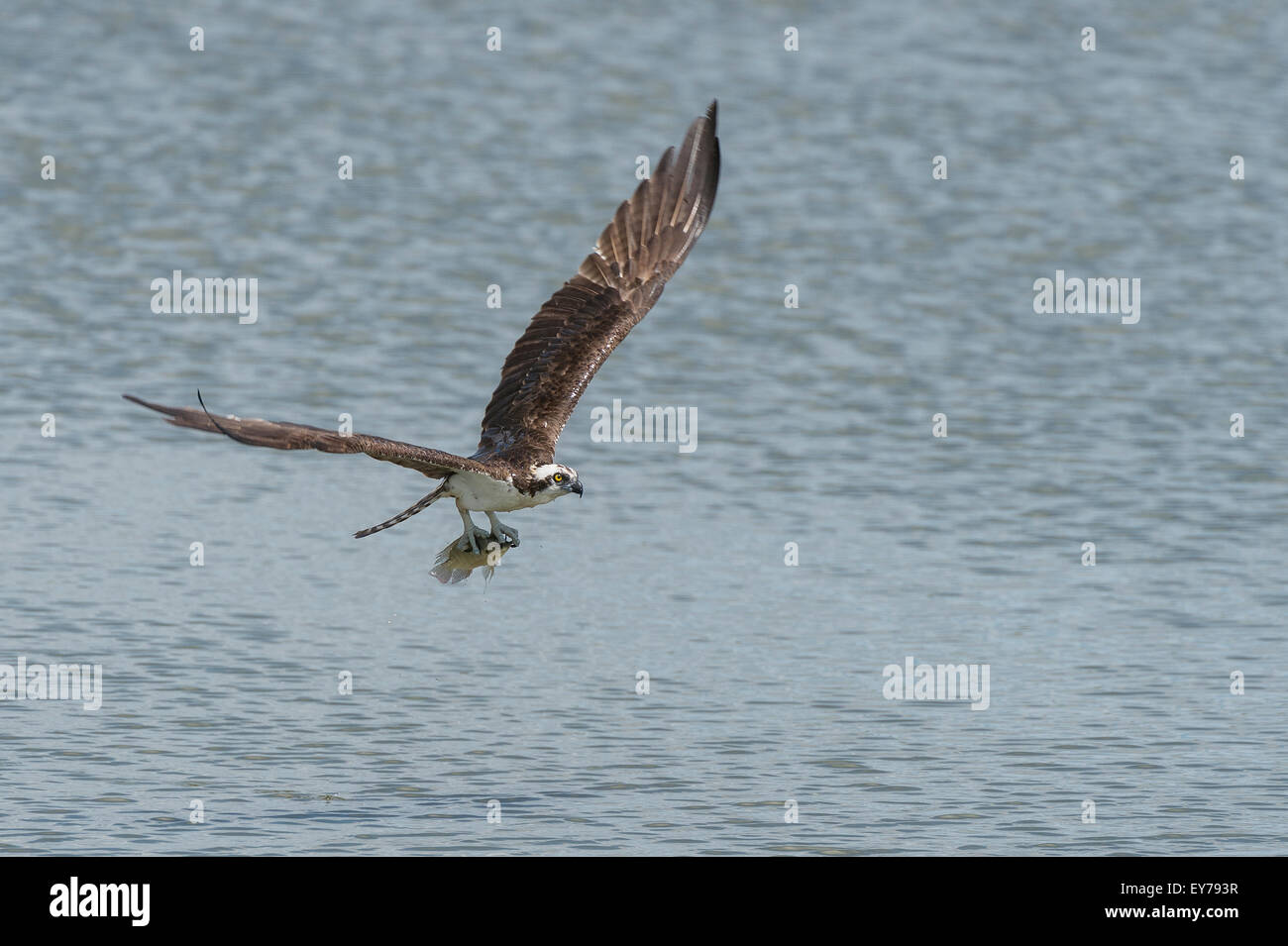 Un balbuzard avec du poisson au champs de céleri, Sarasota, Floride, États-Unis d'Amérique. Banque D'Images