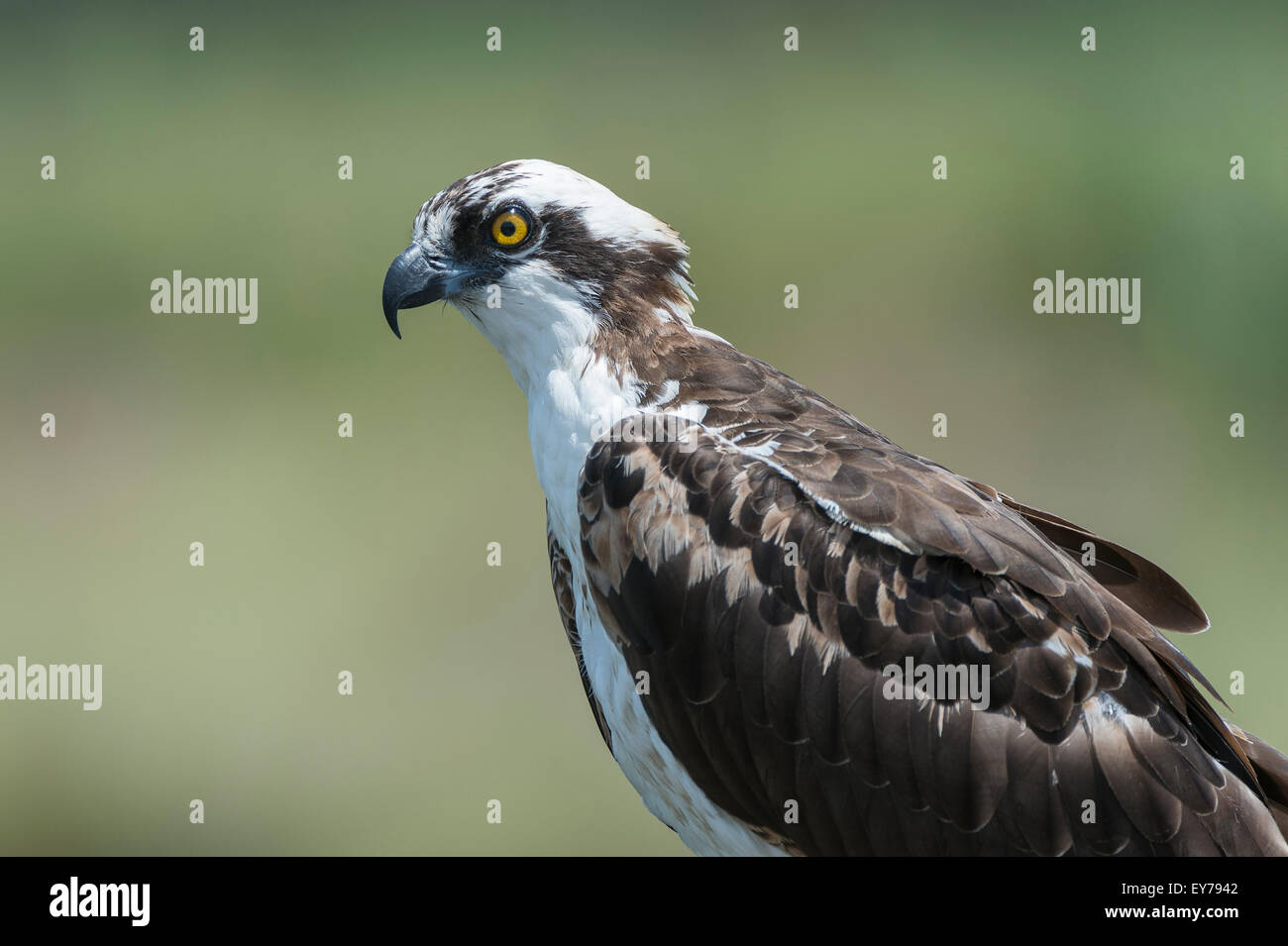 Un balbuzard au champs de céleri, Sarasota, Floride, États-Unis d'Amérique. Banque D'Images