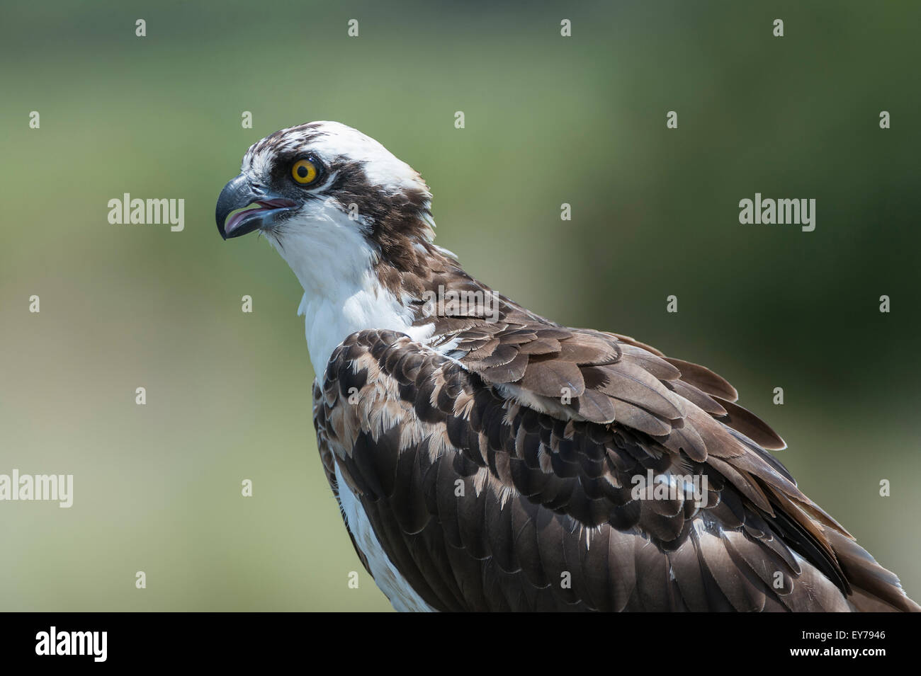 Un balbuzard au champs de céleri, Sarasota, Floride, États-Unis d'Amérique. Banque D'Images