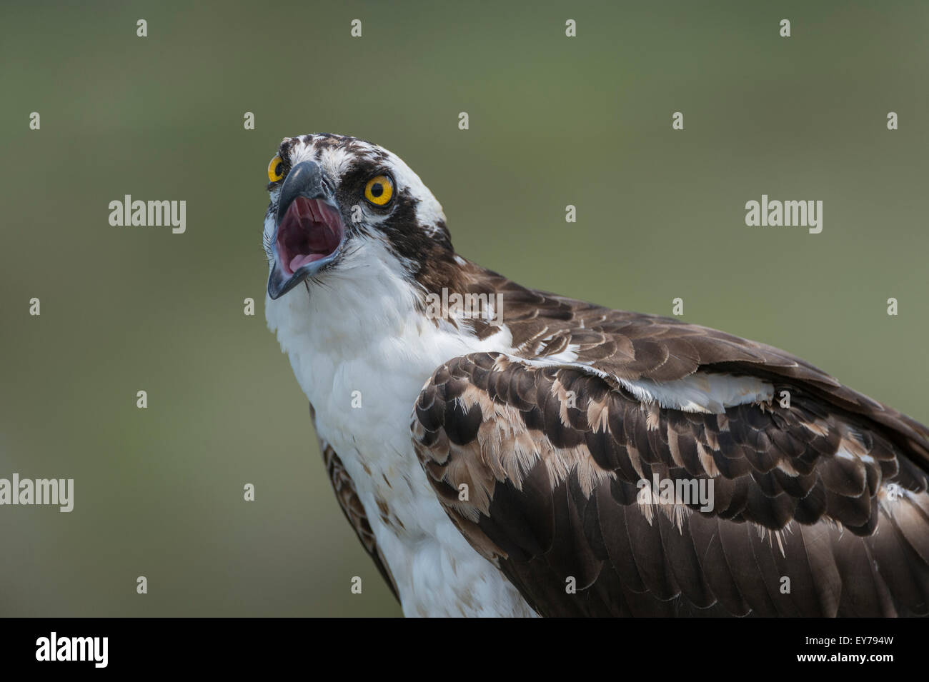 Un balbuzard au champs de céleri, Sarasota, Floride, États-Unis d'Amérique. Banque D'Images