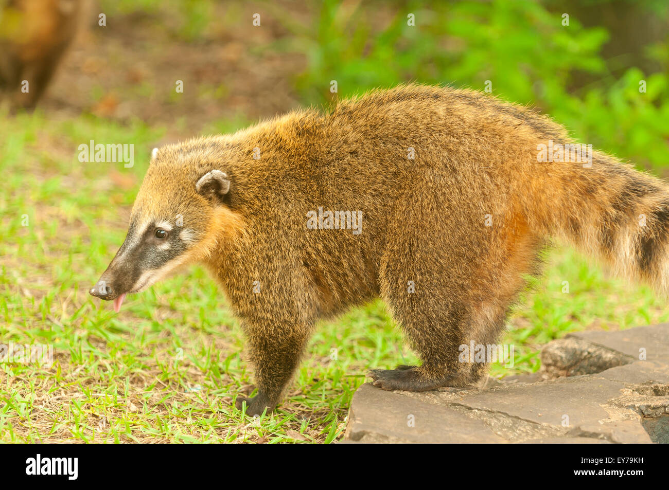 South American Coati, Iguassu NP, Argentine Banque D'Images