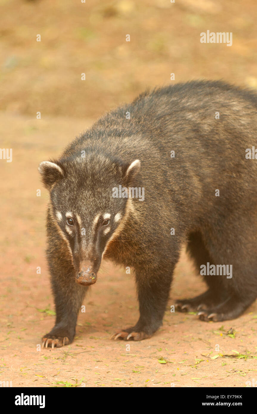 South American Coati, Iguassu NP, Argentine Banque D'Images