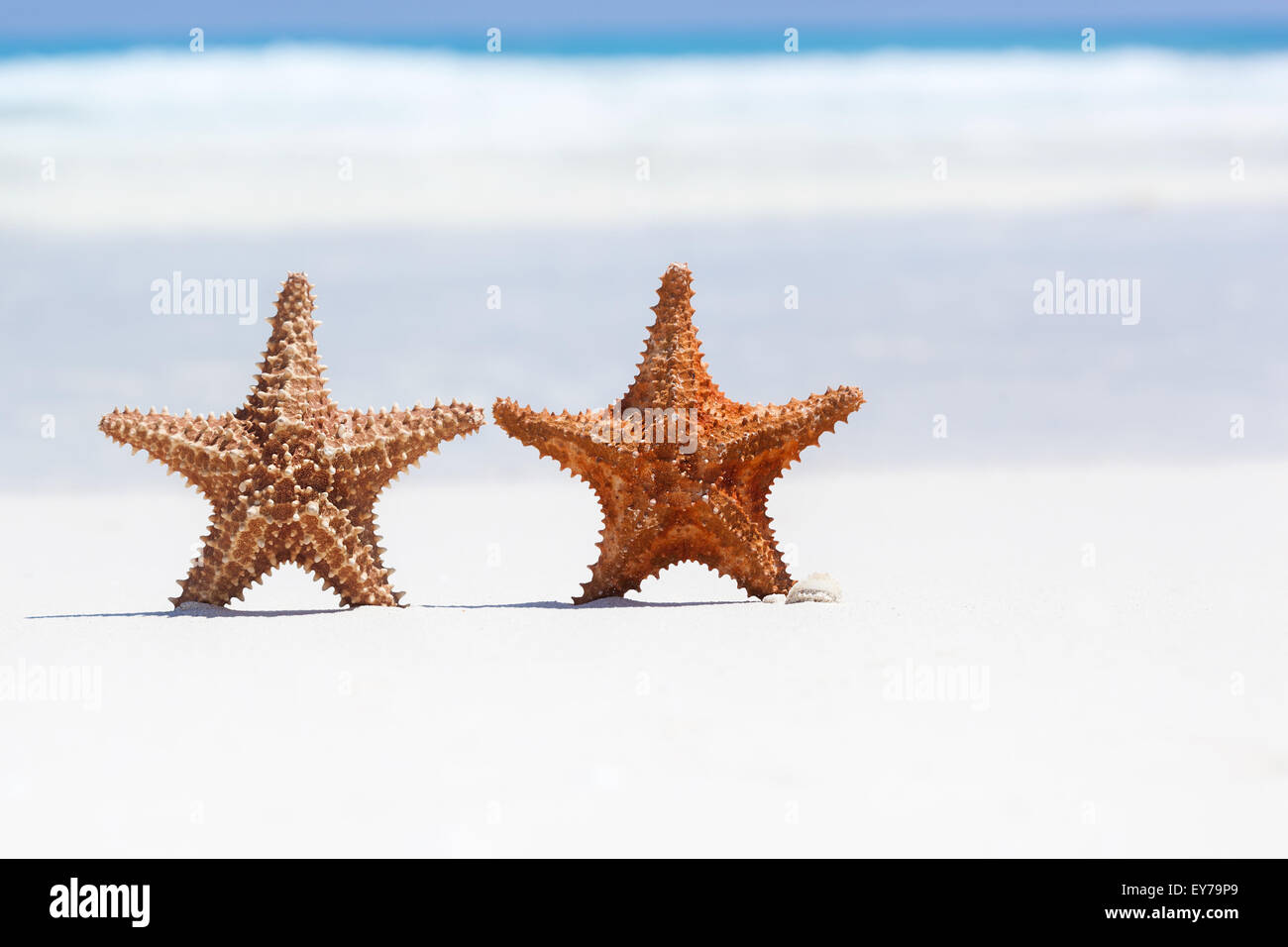 Deux étoiles de mer sur une plage de sable brun, copyspace pour votre texte Banque D'Images Deux étoiles de mer sur une plage de sable brun, copyspace pour votre texte Banque D'Images