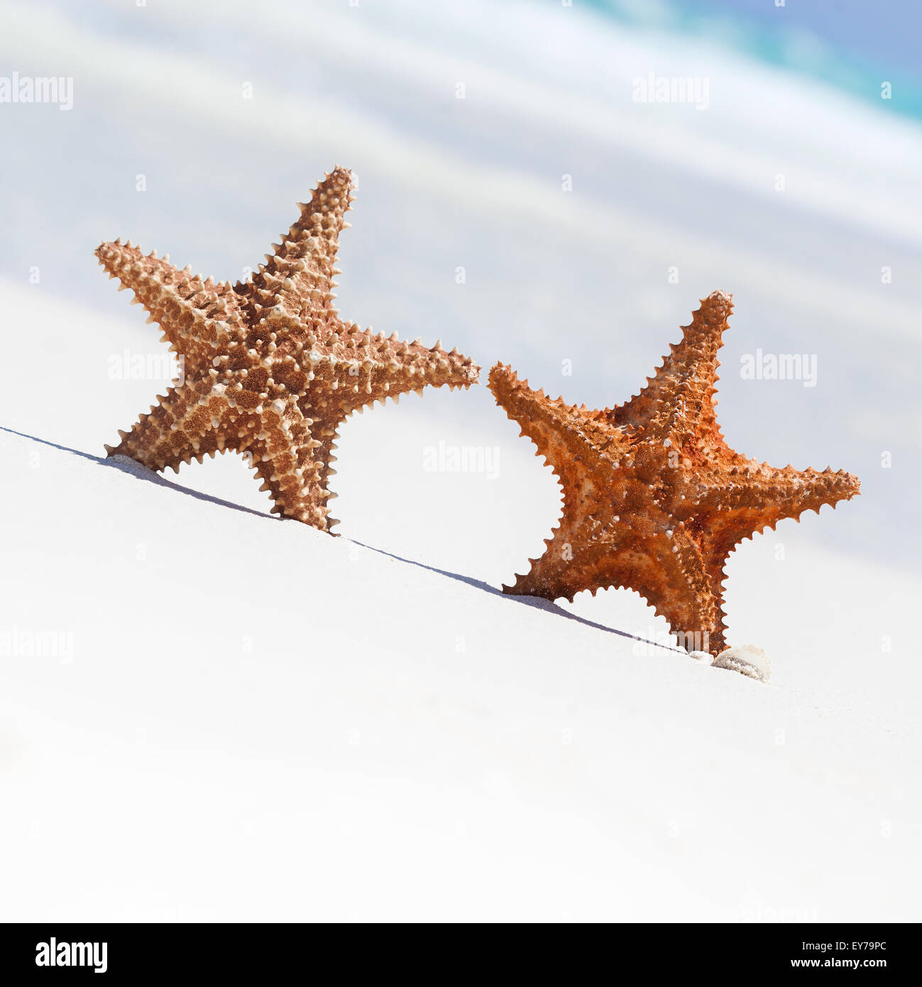 Deux étoiles de mer sur une plage de sable brun, copyspace pour votre texte Banque D'Images Deux étoiles de mer sur une plage de sable brun, copyspace pour votre texte Banque D'Images